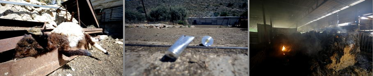 (تصوير:تامر بانا)