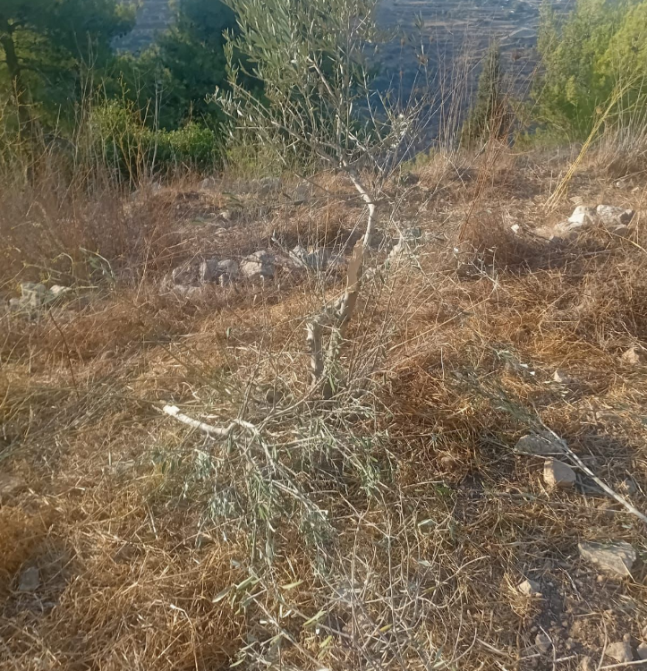 (تصوير: وفا)