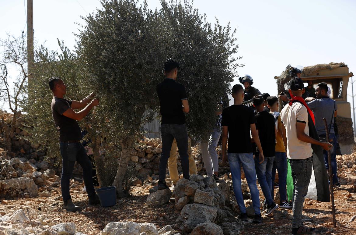 متطوعون ونشطاء فلسطينيون وأجانب يساعدون أهالي قرية بيتا في قطف ثمار الزيتون على جبل صبيح (عدسة: يامن نوباني/وفا)