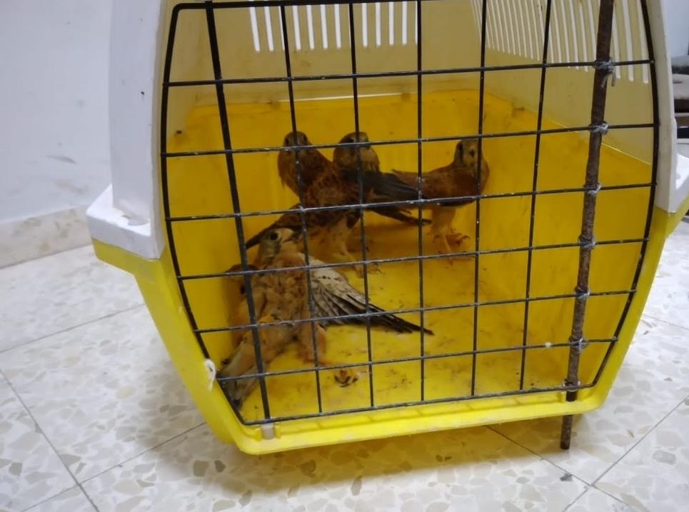 4 من طيور العوسق ضبطتها طواقم سلطة جودة البيئة قرب جنين