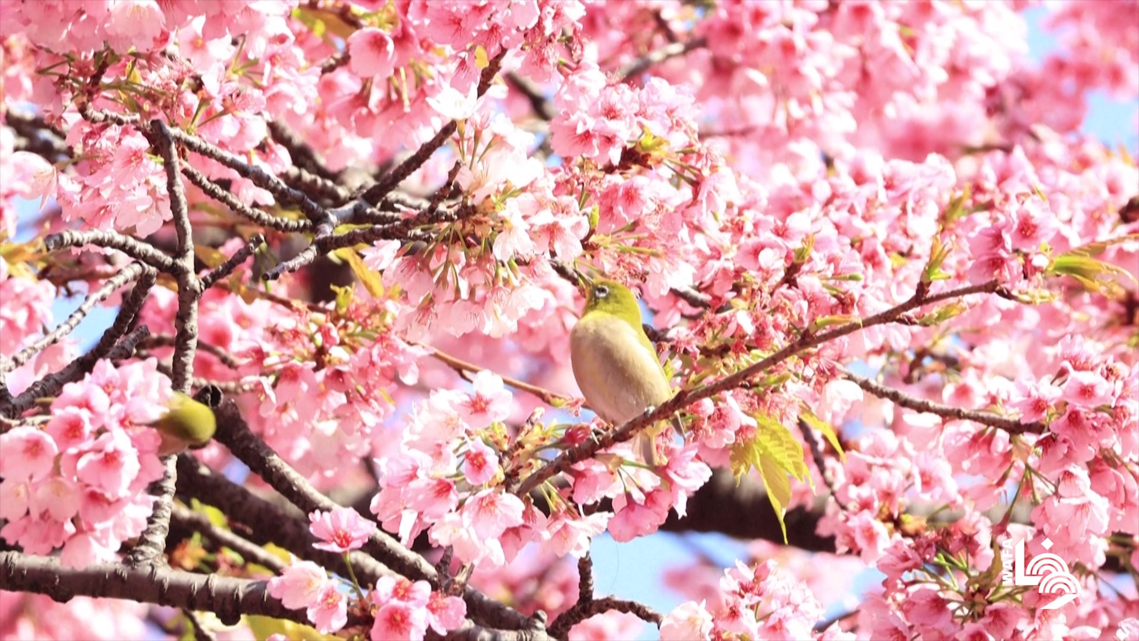 زهور الكرز في طوكيو